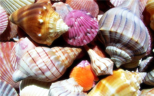 Обои на рабочий стол Разноцветные морские ракушки