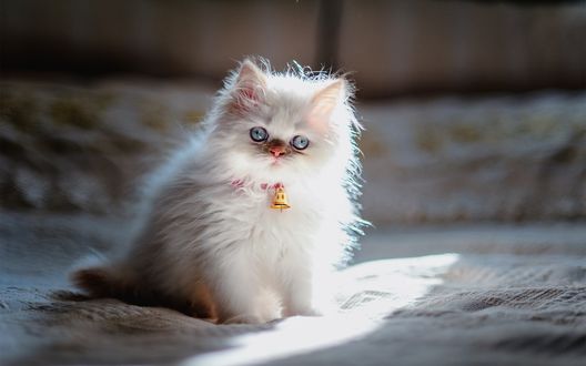 Обои на рабочий стол Пушистый котенок с колокольчиком на шеи