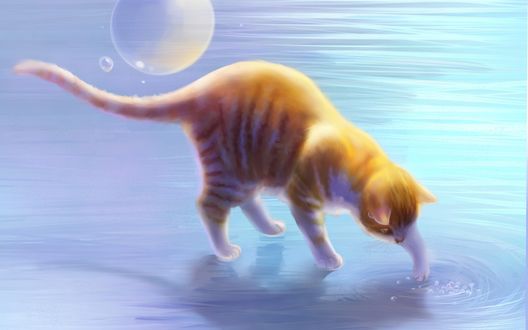 Обои на рабочий стол Рыжий котенок играет лапкой с водой