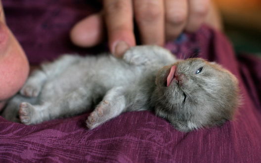 Обои на рабочий стол Маленький котенок, высунув язычок, лежит на сиреневом покрывале