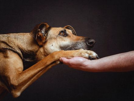 Обои на рабочий стол Пес подал лапу руке человека, ву Elke Vogelsang