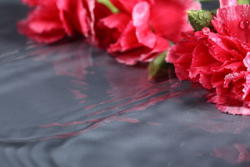 Обои на рабочий стол Красные гвоздики в капельках воды