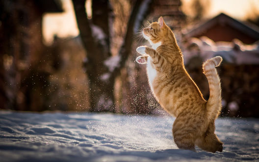 Обои на рабочий стол Рыжий кот, стоящий на задних лапах на снегу