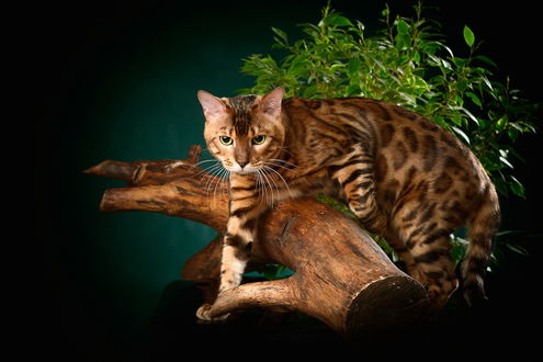 Обои на рабочий стол Бенгальский кот, находящийся на обрубке дерева в окружении зеленых листьев, автор Жанна Руссо