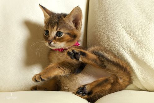 Обои на рабочий стол Маленький котенок лежит на диване