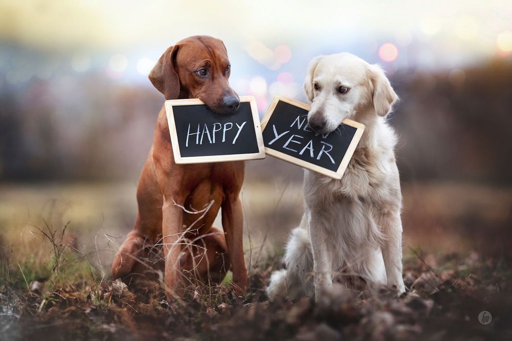 Обои для рабочего стола Собаки держат во рту картинки с надписью Happy New Year (с новым годом), ву Hannah Meinhardt