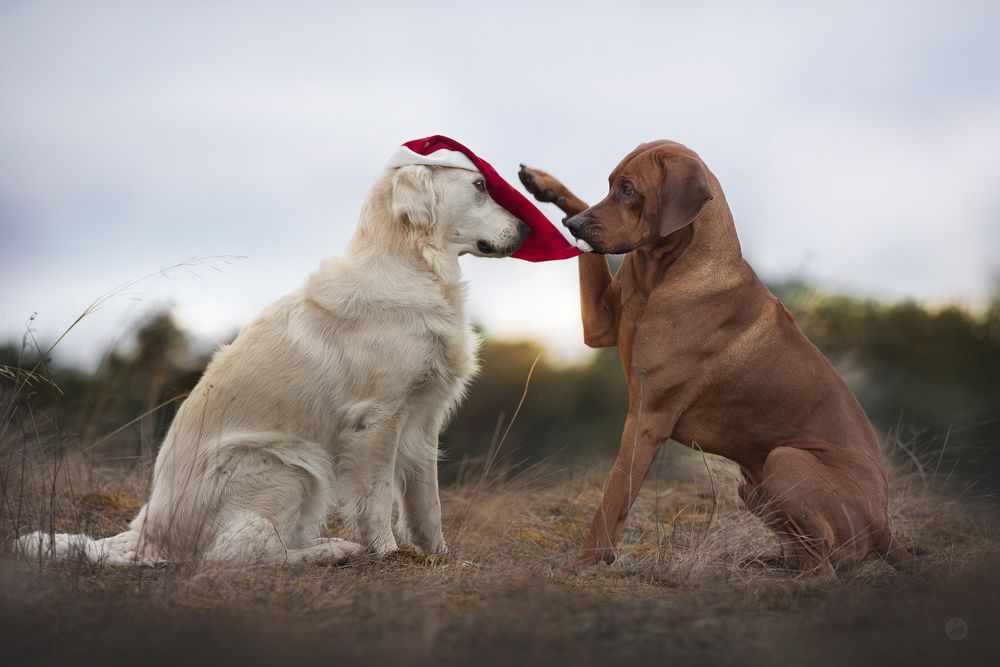 Обои для рабочего стола Пес пытается снять шапку Санта-Клауса у другого пса, ву Hannah Meinhardt