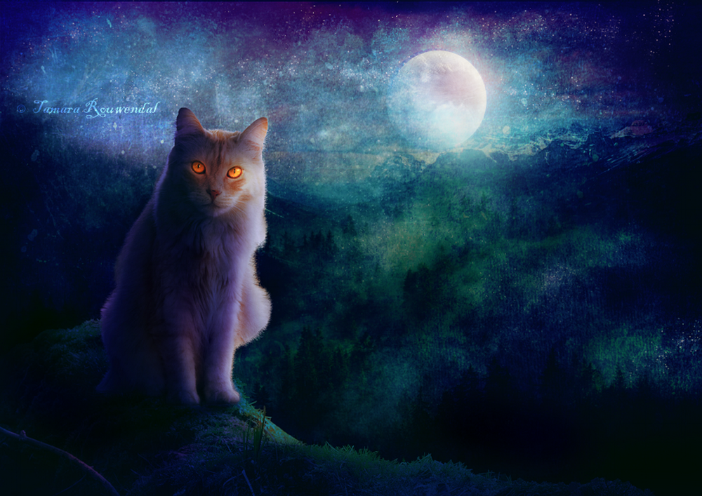 Обои для рабочего стола Серый кот с горящими, красными глазами, сидящий на утесе скалы на фоне ночного неба и ярко светящейся луны, автор tamaraR
