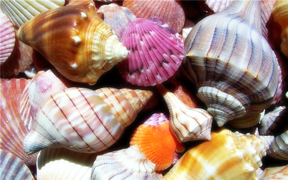 Обои для рабочего стола Разноцветные морские ракушки