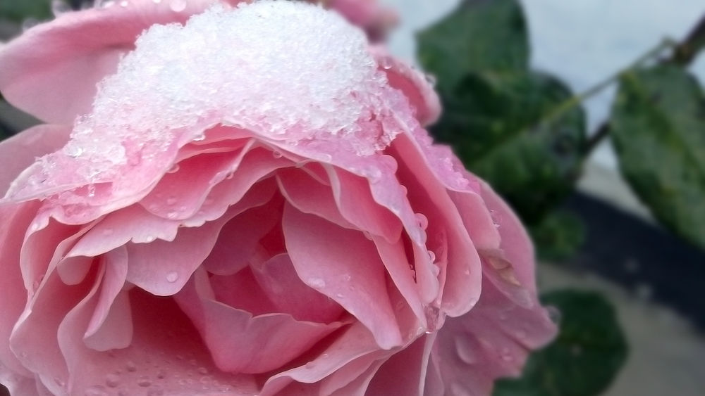 Обои для рабочего стола Розовая роза в снегу
