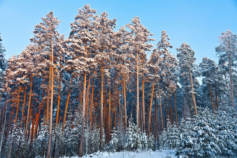 Корабельные сосны картина