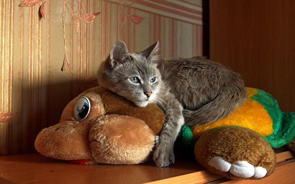 Обои для рабочего стола Кот лежит на мягкой игрушке