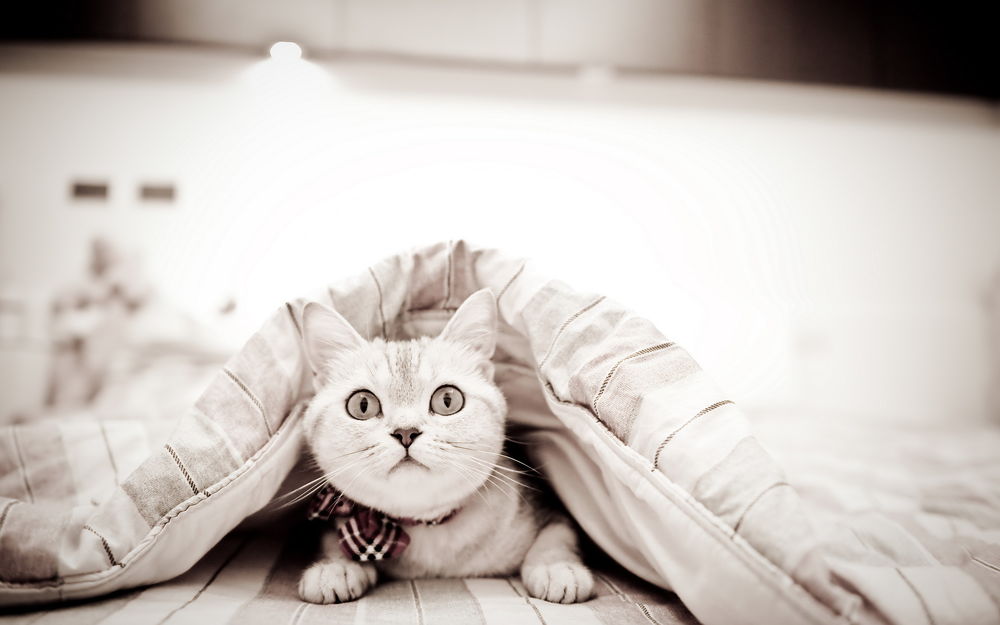 Обои для рабочего стола Удивленный кот выглядывает из-под одеяла