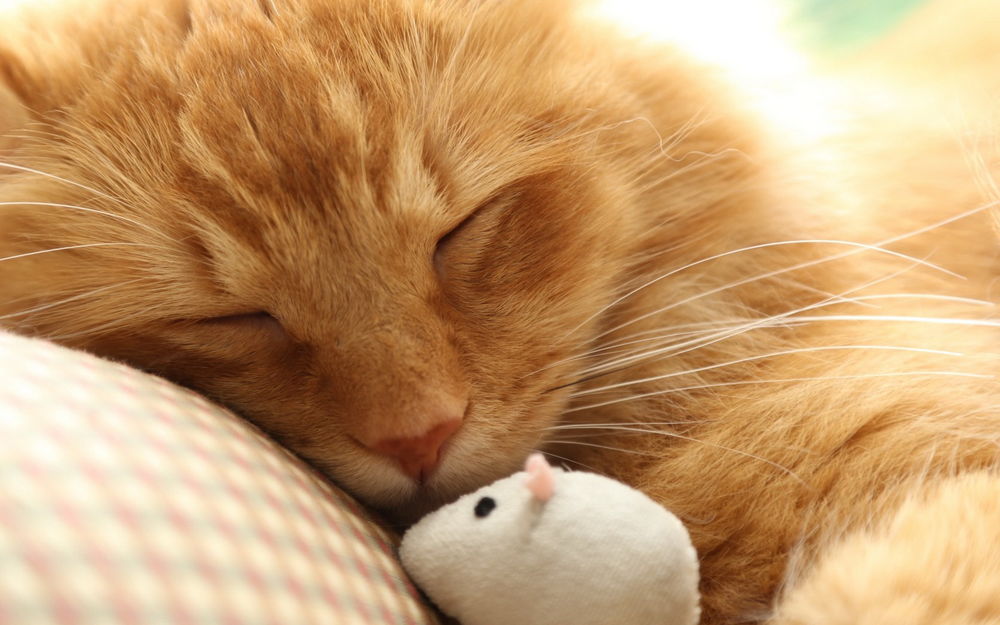 Обои для рабочего стола Рыжий кот спит, рядом с ним лежит игрушка в виде белой мышки