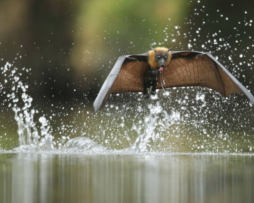 Обои на рабочий стол Летучая лисица в брызгах воды, обои для рабочего