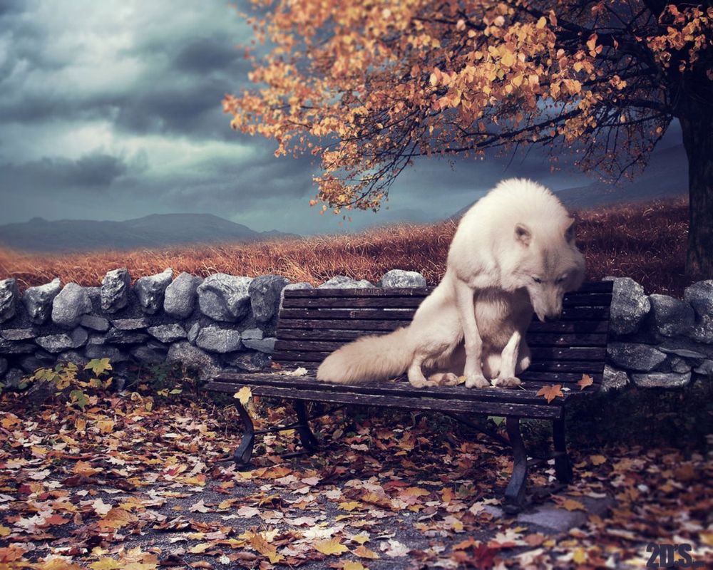 Обои для рабочего стола Белый волк сидит на лавке с осенними листьями, by dresew
