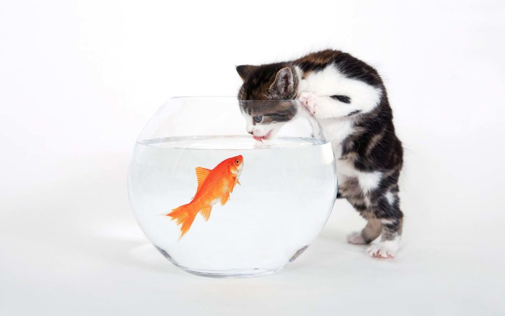 Обои для рабочего стола Котенок пьет воду из аквариума, где плавает золотая рыбка