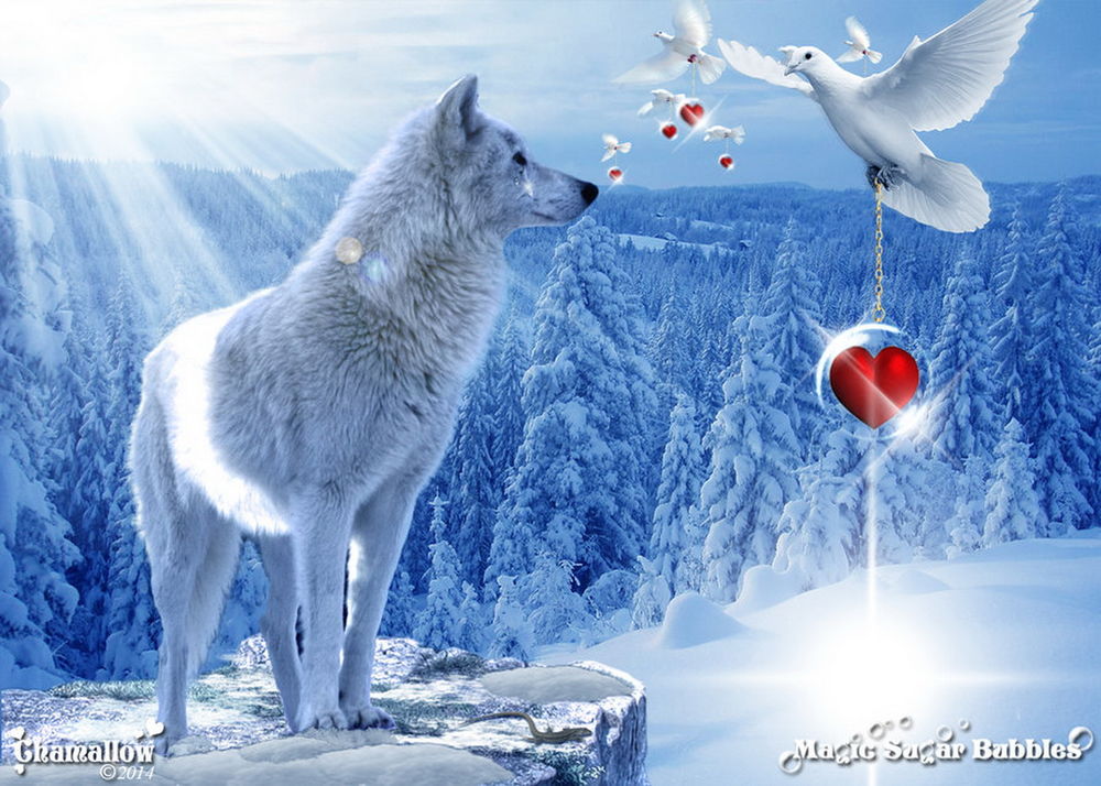 Обои для рабочего стола Белый волк, стоящий на каменном, горном выступе в солнечных лучах, светящихся через заснеженный, хвойный лес, смотрит на белых голубей, держащих в лапах на цепочках прозрачные шары с красными сердечками внутри, автор MaGic-SuGar-Rubblec S