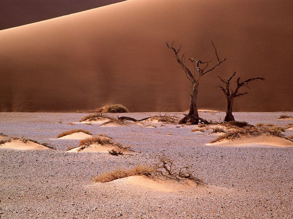 Обои для рабочего стола Песочный пейзаж с сухими чахлыми деревьями, барханами, пустыня Намиб в Африке