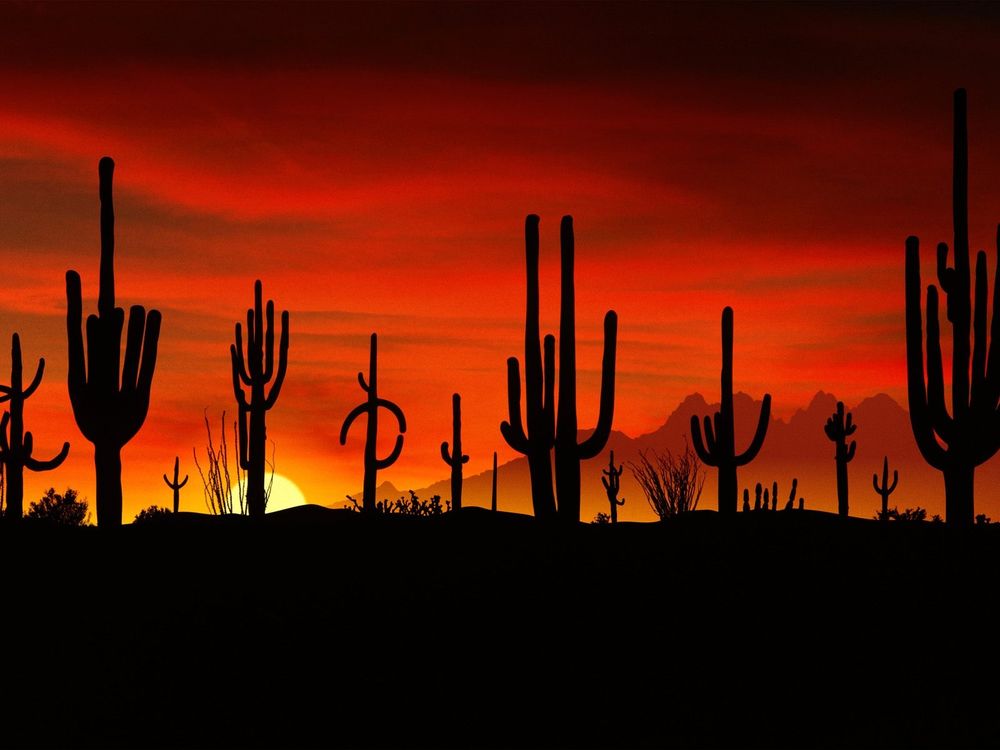 Обои для рабочего стола Растущие кактусы при заходящем солнце в пустыне Аризона