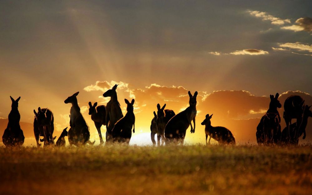 Обои для рабочего стола Австралийские кенгуру на фоне заходящего солнца