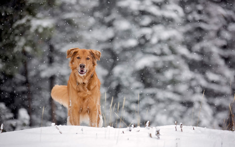 Обои для рабочего стола Рыжий пес стоит на фоне зимнего леса на снегу