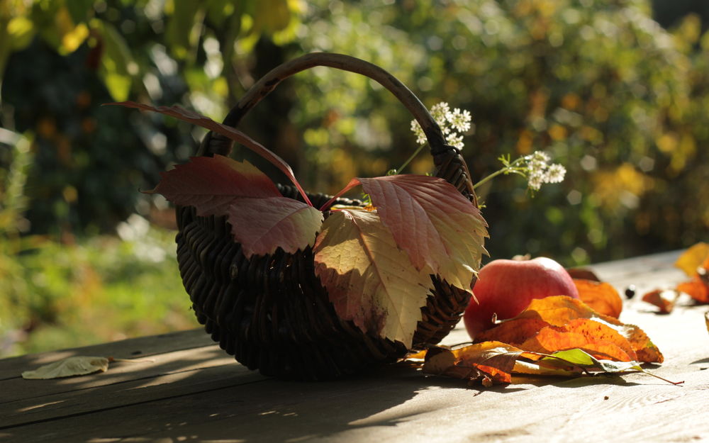 Обои для рабочего стола Плетеное лукошко в котором лежат осенние листья и ромашки, стоящее на деревянном столе в саду с лежащим рядом спелым яблоком
