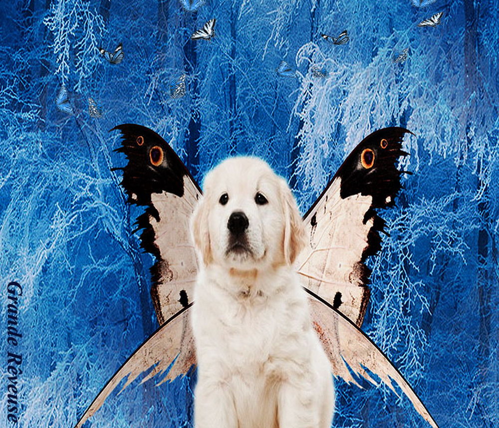 Обои для рабочего стола Белая собака с крылышками бабочки за спиной, стоящая на фоне зимнего леса с деревьями, покрытыми инеем, порхающих бабочек, автор Grande Reveuse