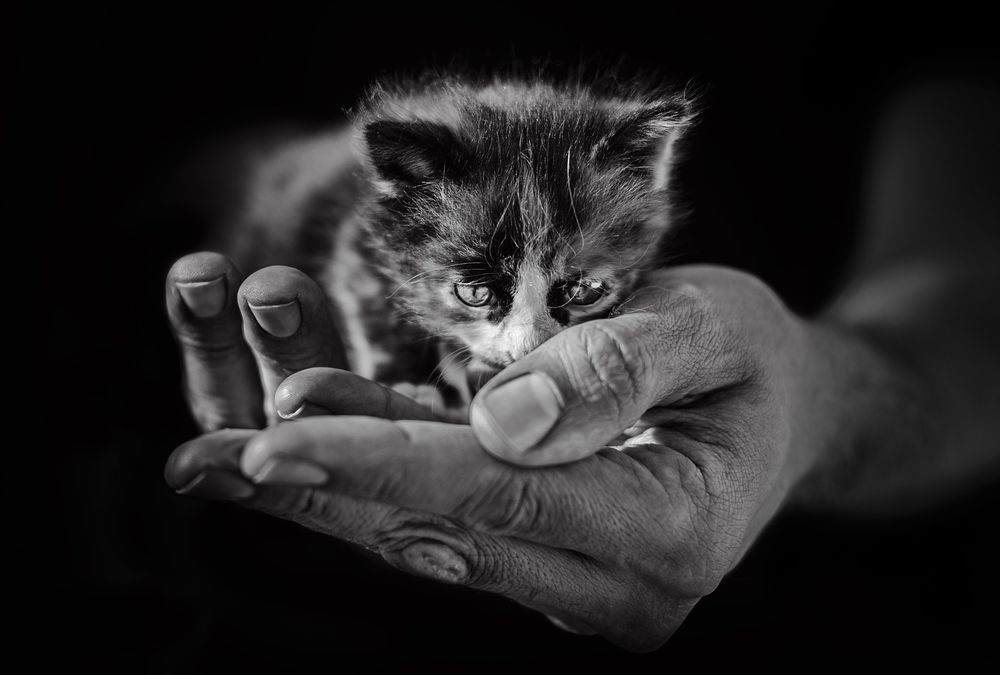 Обои для рабочего стола Котенок на руках человеа