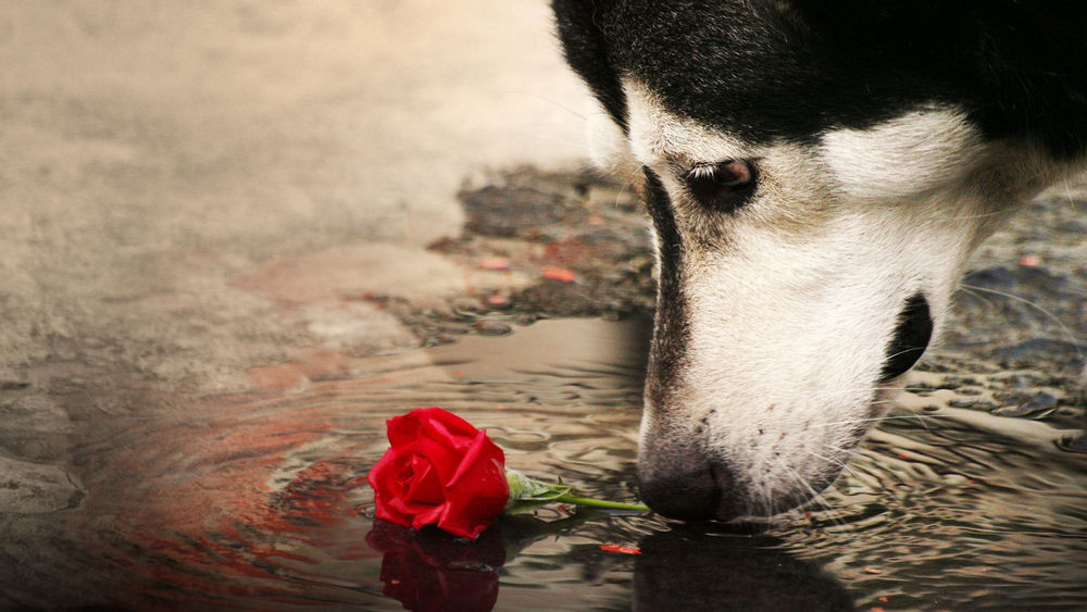 Обои для рабочего стола Собака нюхает розу в воде