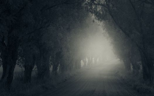 Обои на рабочий стол Грунтовая дорога с растущими по ее обочинам деревьями, уходящая в туманную мглу