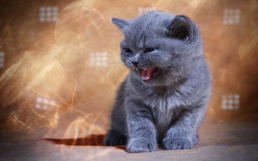 Обои на рабочий стол Британский, короткошерстный котенок на размытом фоне