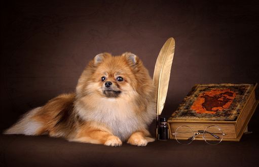 Обои на рабочий стол Померанский шпиц, лежащий возле старинной книги, очков, бутылочки с чернилами и гусиным пером