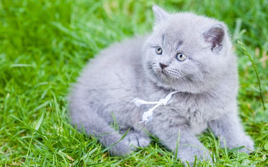 Обои на рабочий стол Британский, короткошерстный котенок, сидящий на зеленой траве