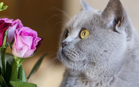 Обои на рабочий стол Британская, короткошерстная кошка, сидящая возле букета с розовыми розами