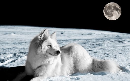 Обои на рабочий стол Белая собака лежит на снегу на фоне полной луны