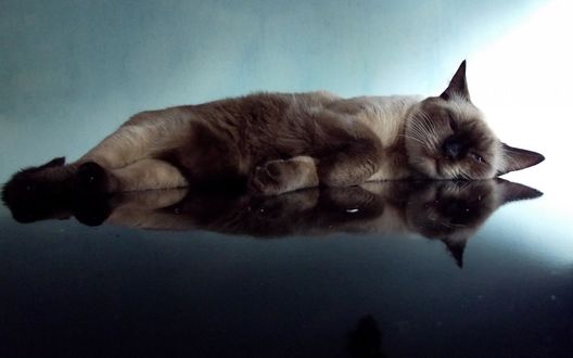Обои на рабочий стол Сиамская кошка лежит на отражающейся поверхности