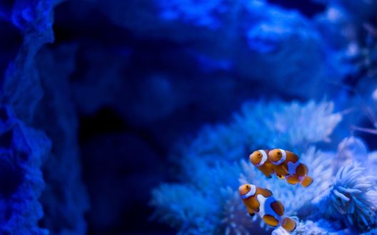 Обои на рабочий стол Морские клоуны у кораллового рифа