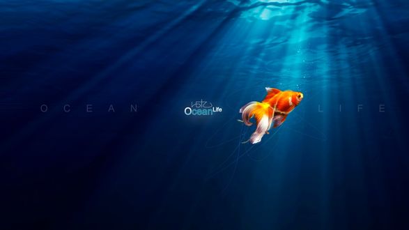 Обои на рабочий стол Золотая рыбка в океане, надпись Ocean Life