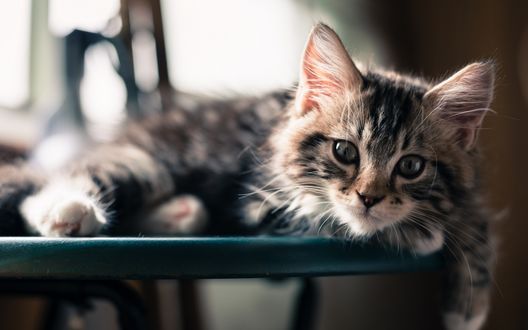 Обои на рабочий стол Котенок лежит на столе