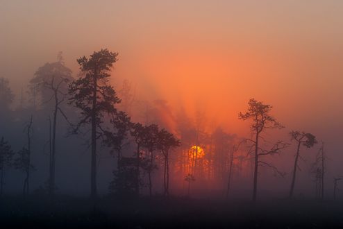 Обои на рабочий стол Работа Morning mist / утренний туман, вy Esa Ylisuvanto