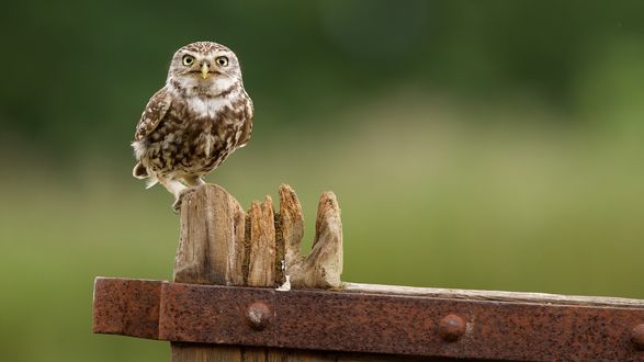 Обои на рабочий стол Маленькая сова, by Mark Bridger