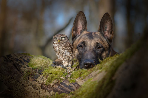 Обои на рабочий стол Пес с совой рядом, by Tanja Brandt