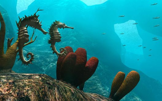 Обои на рабочий стол Морские коньки на дне океана
