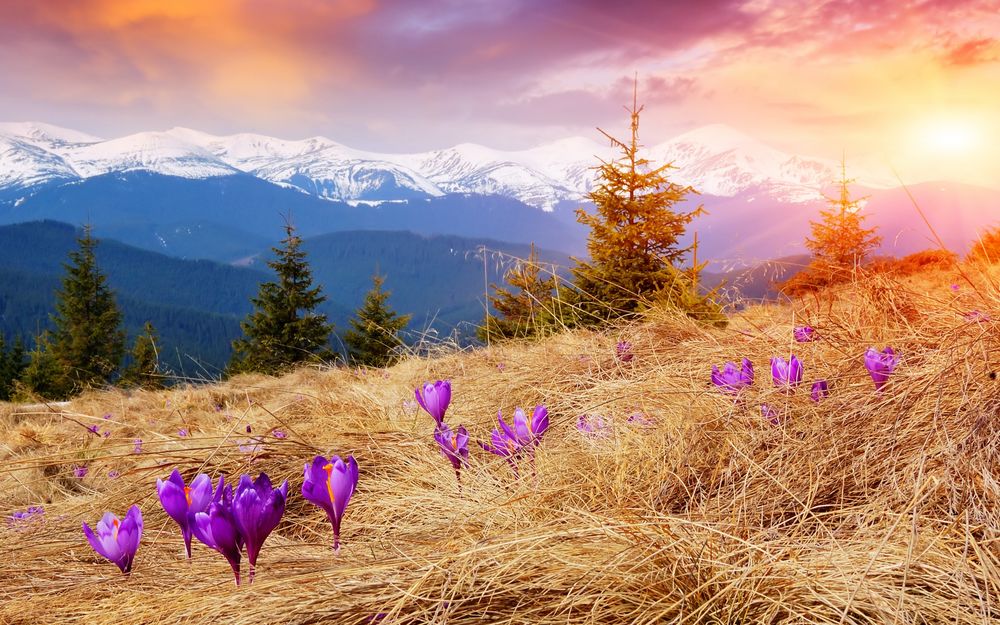Обои для рабочего стола Весенние, фиолетовые крокусы, проросшие через сухую траву на фоне величественных гор с заснеженными вершинами, восходящего из-за гор солнца с ослепительными лучами