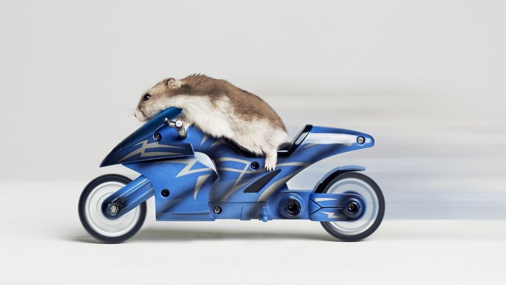 Обои для рабочего стола Морская свинка едет на мотоцикле