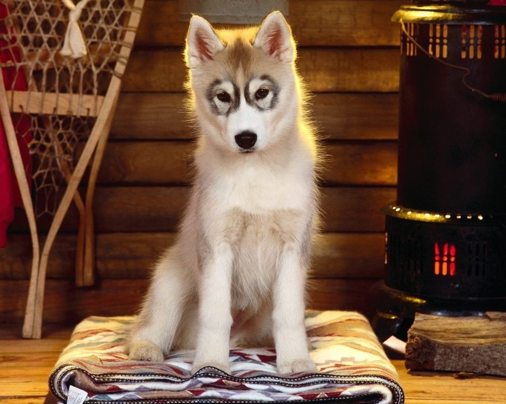 Обои для рабочего стола Собака хаски сидит на цветном коврике внутри дома