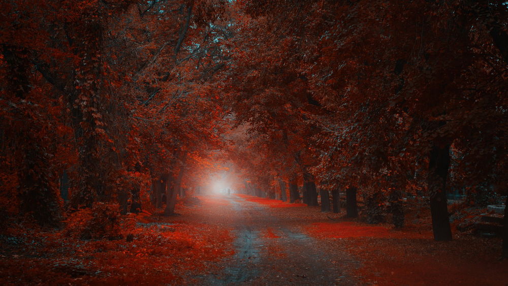 Обои для рабочего стола Человек, идущий по грунтовой дороге, усыпанной красными, осенними листьями, проходящей через лесную рощу с туманным окном в конце дороги