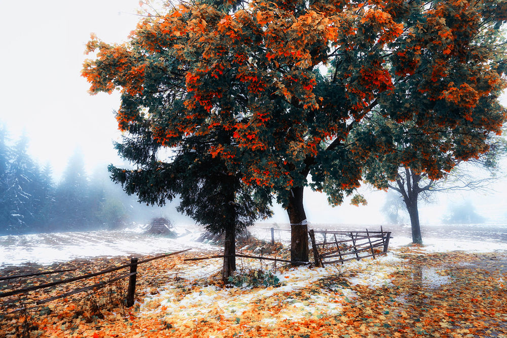 Обои для рабочего стола Деревья с красными листьями, усыпанные под ними желтыми, осенними листьями, незамерзающим лужами, свежевыпавшим снегом на фоне серого неба и туманной мглы, автор Михаил Малинов