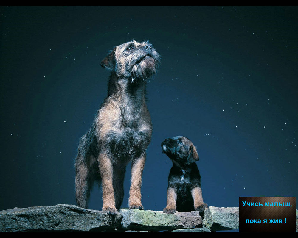 Обои для рабочего стола Старый пес смотрит на звездное небо и обучает маленького пса, Учись малыш, пока я жив!